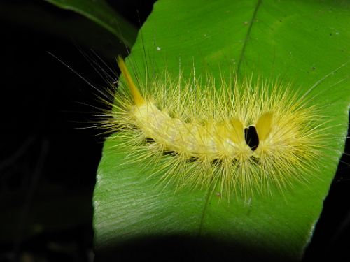 茸毒蛾 pale tussock (calliteara pudibunda)